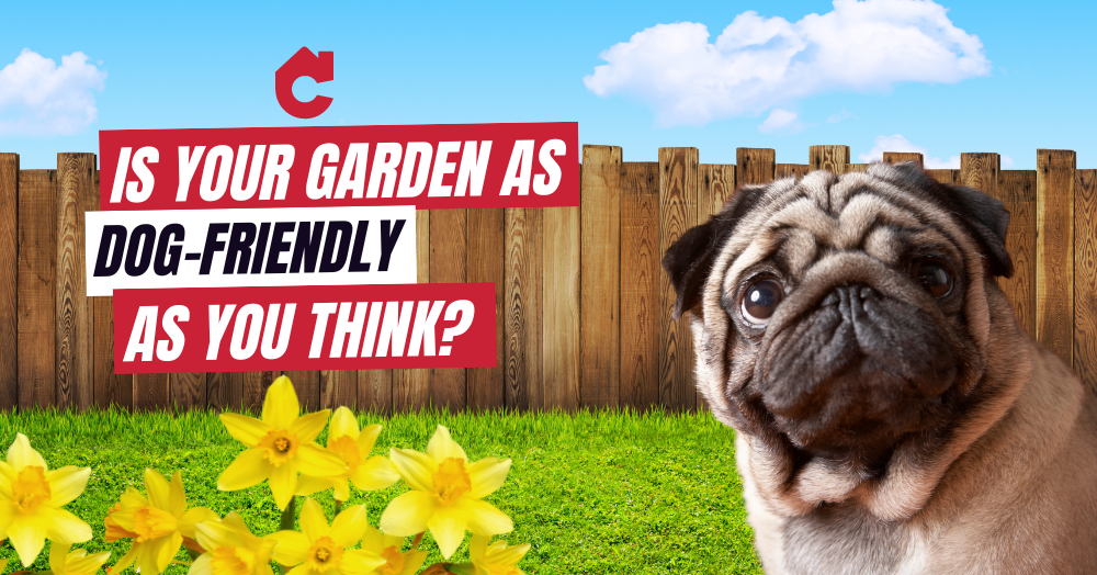 Dog Garden Maintainance