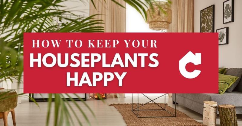 Top Tips for Growing Houseplants in Thanet